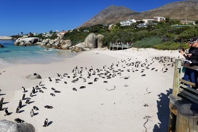 Private Tour Of Penguins, Cape Of Good Hope & Peninsula. - Chapman’s Peak Drive is the scenic spine of the return