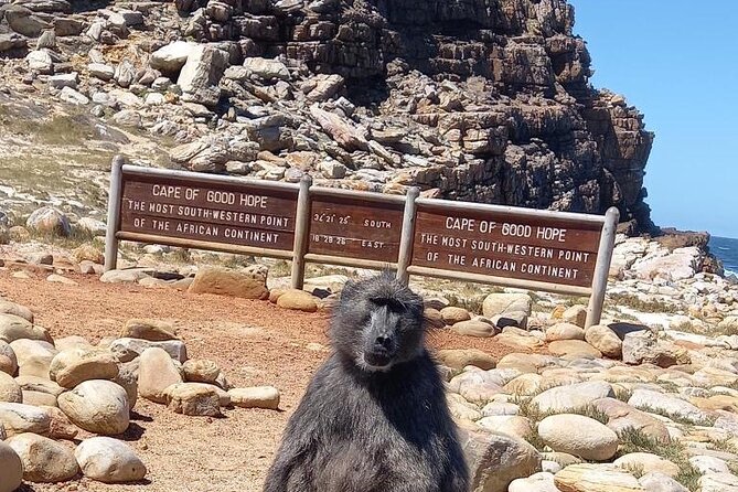 Private Tour: Penguins, Cape Point and Cape of Good Hope - Key points before you book