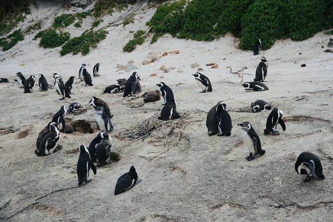 Private Tour: Penguins, Cape Point and Cape of Good Hope - Bo-Kaap: a colorful start with real context