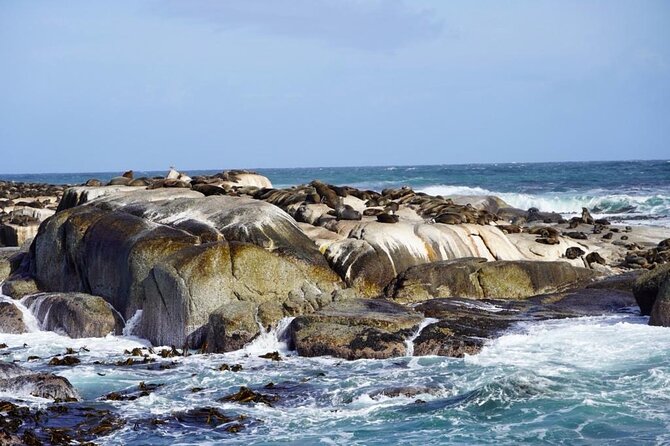 Private Tour: Penguins, Cape Point and Cape of Good Hope - Seal Island: a useful optional boat trip