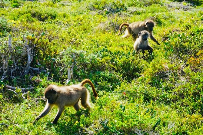 Private Tour: Penguins, Cape Point and Cape of Good Hope - Cape of Good Hope: the classic sign and the wider park