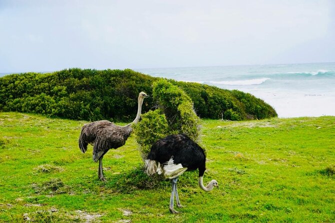 Private Tour: Penguins, Cape Point and Cape of Good Hope - Maiden’s Cove and the Atlantic Seaboard
