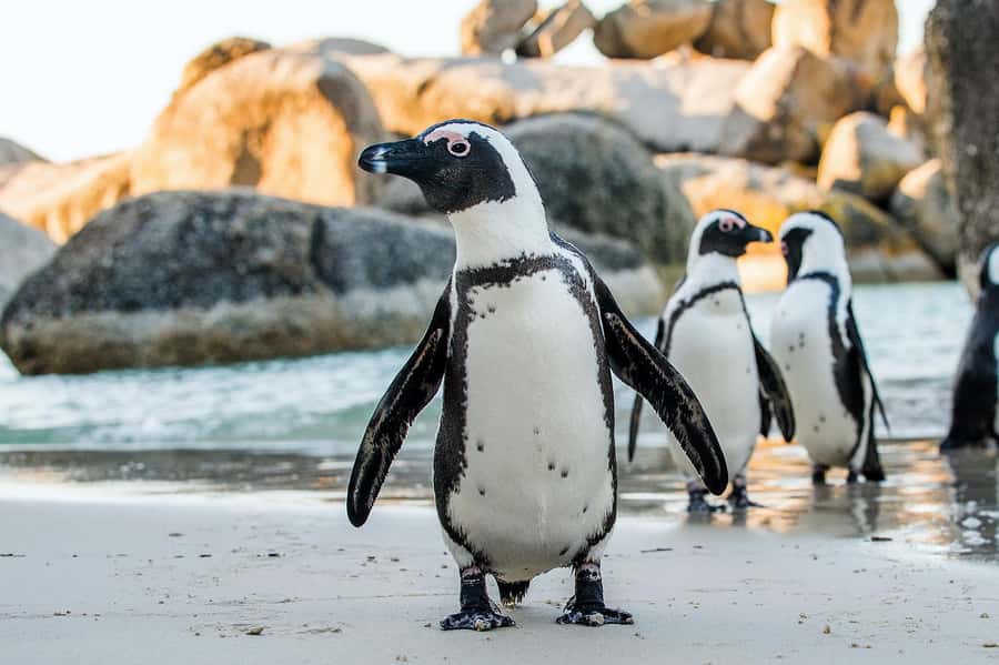 Private Tour: Table Mountain, Penguins Colony & Cape Of Good - Chapman’s Peak Drive: the scenic road between major stops