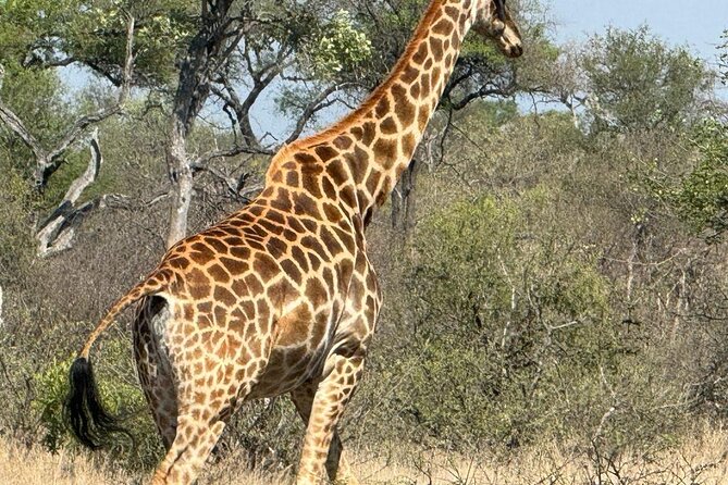 Private Tour to Aquila Game Reserve in Cape Town - see the Big5 - Why Aquila works as a Cape Town safari day