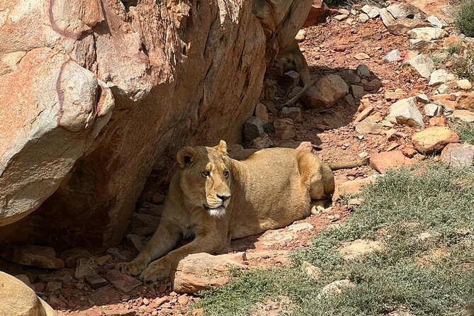 Private Tour to Aquila Game Reserve in Cape Town - see the Big5 - A private air-conditioned ride makes the distance easier