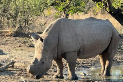 Private Tour to Aquila Game Reserve in Cape Town – see the Big5