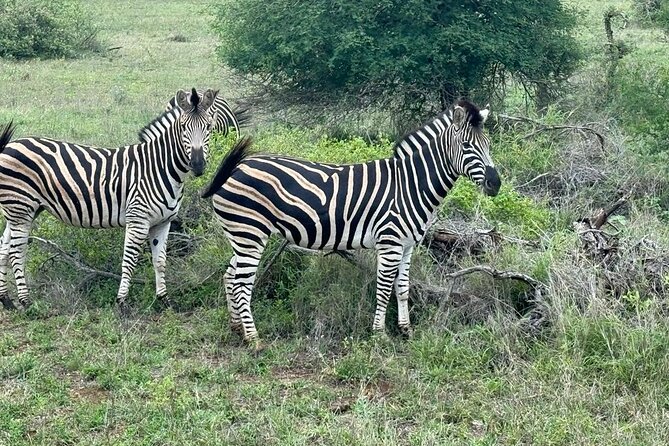 Private Tour to Aquila Game Reserve in Cape Town - see the Big5 - Buffet lunch before the animals