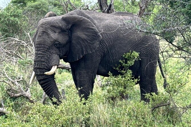 Private Tour to Aquila Game Reserve in Cape Town - see the Big5 - Who will get the most from this outing
