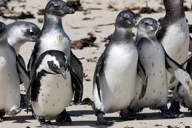 Private Tour to Robben Island and Cape Point in Cape Town - Who will enjoy this tour most