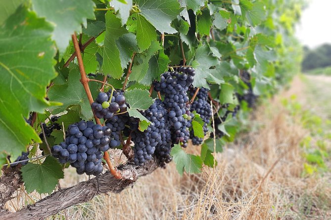 Private Wine Tour of Stellenbosch, Franschhoek and Paarl - Starting at 9:30 with a private guide