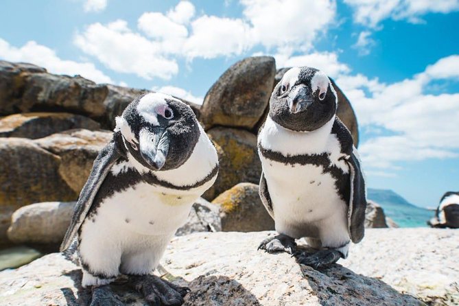 Revel in the Cape Peninsula (Penguins & Cape of Good Hope) - Why this Cape Peninsula route works so well