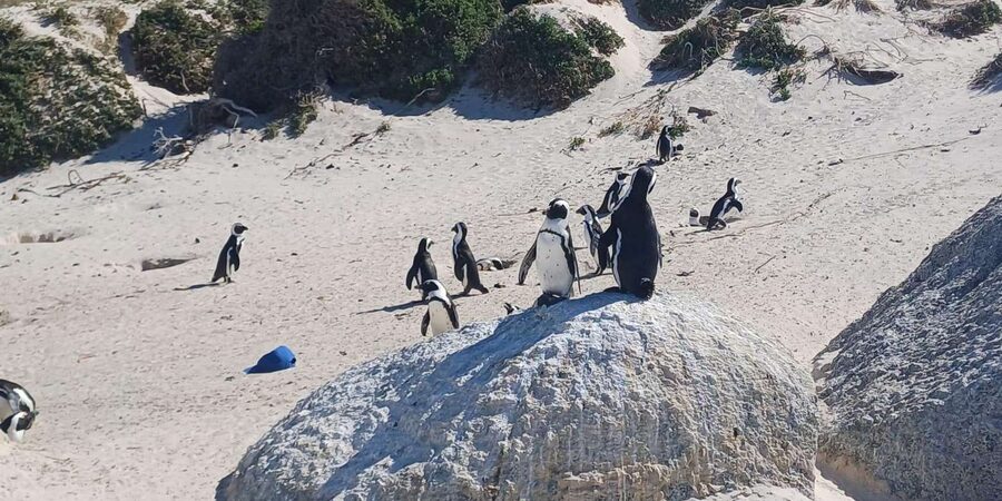 Robben island,Cape of good hope ,Penguin, Muizenberg,Bokaap - The guide and transport experience