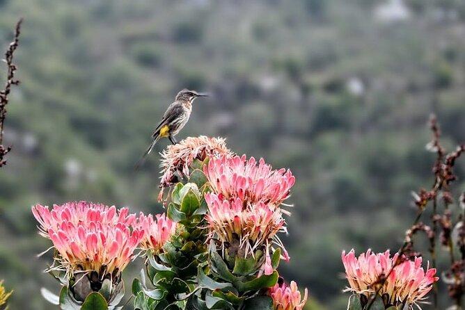 Robben Island, Table Mountain and kirstenbosch from Cape Town - Four hours on Robben Island