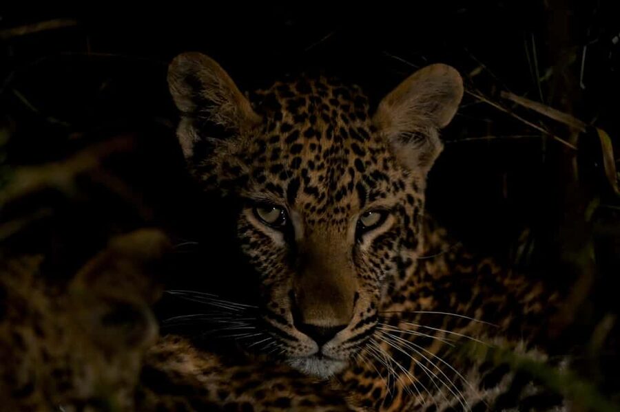 Sabie Game Reserve: Sunset Safari with Sundowners - Leaving Hazyview for Sabie Game Reserve
