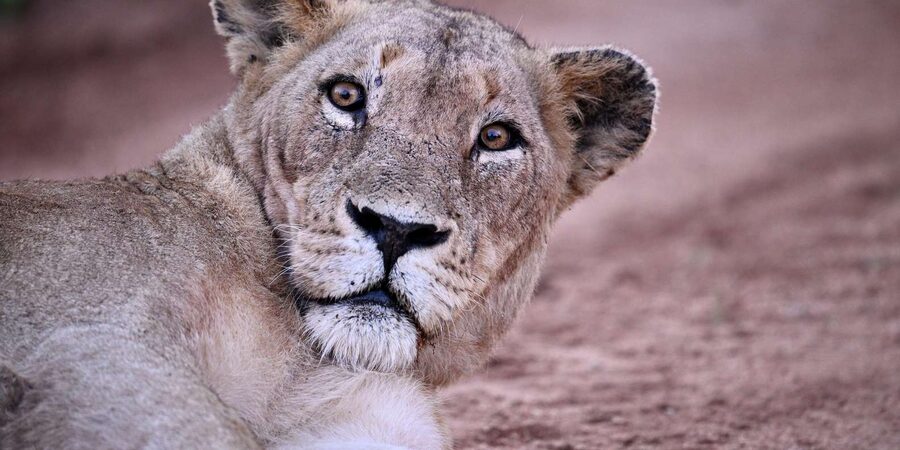 Sabie Game Reserve: Sunset Safari with Sundowners - Sunset views and the African sundowner