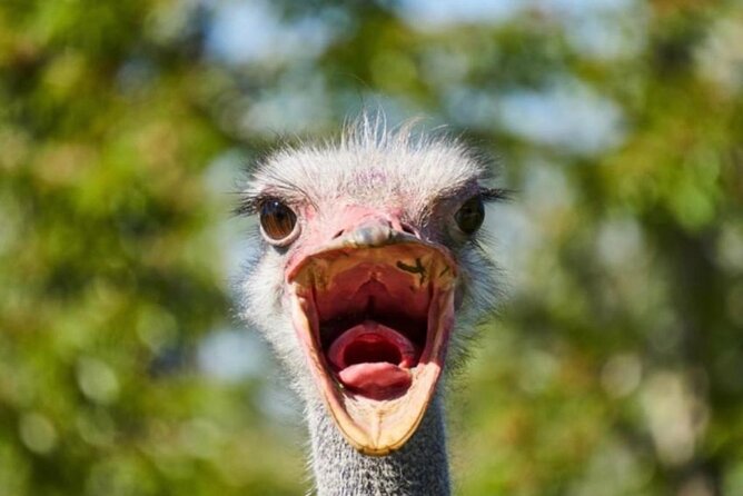 SAFARI Aquila Game Reserve - Round trip + Lunch incl. (Cape Town) - The road from the Waterfront to the Karoo