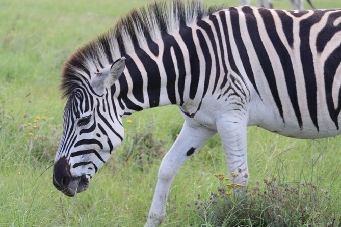 SAFARI Aquila Game Reserve - Round trip + Lunch incl. (Cape Town) - What makes this a good first safari