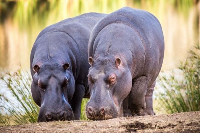 SAFARI Aquila Game Reserve - Round trip + Lunch incl. (Cape Town) - How to get better value from the day
