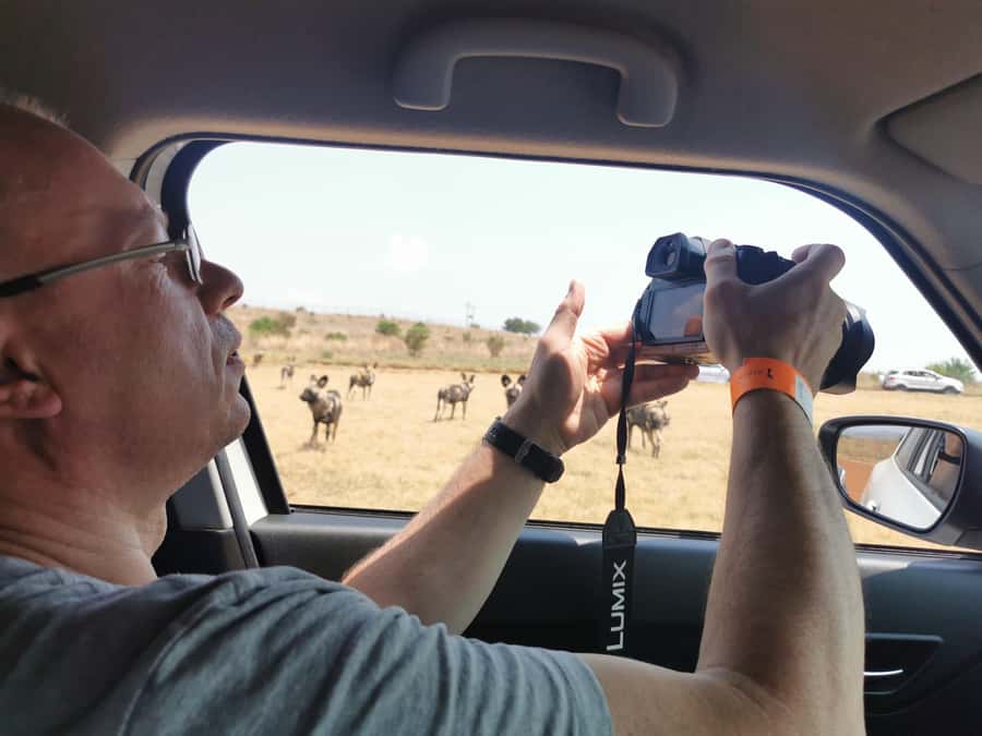 Safari at Lion and Rhino Park / Lesedi Culture Village - What the guide adds to the wildlife stop