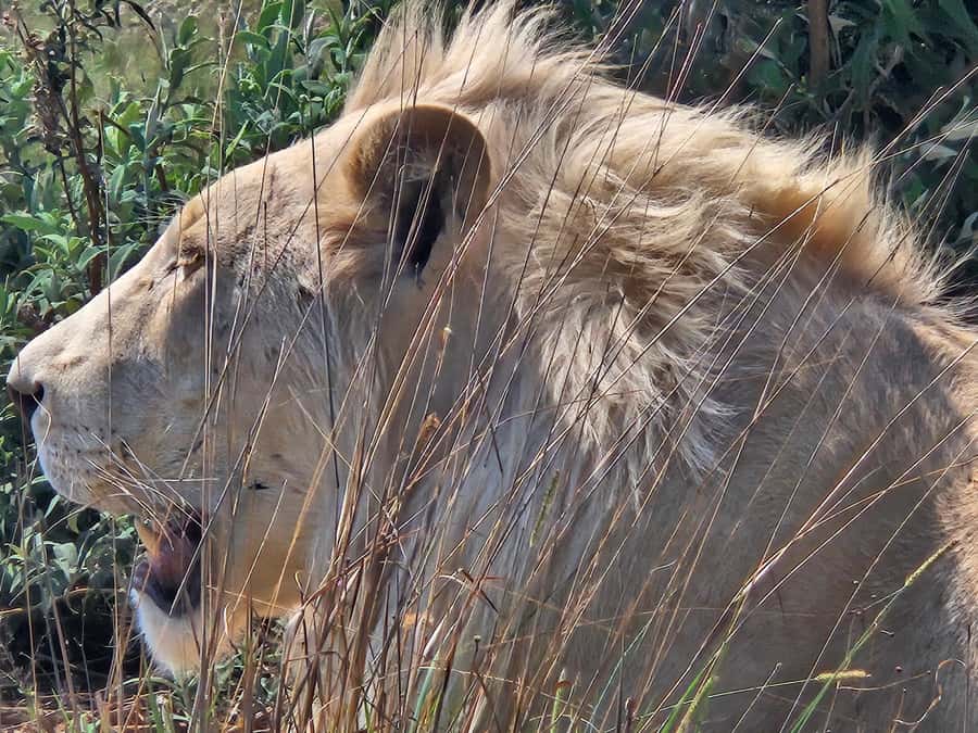 Safari at Lion and Rhino Park / Lesedi Culture Village - The game drive at Bothongo Rhino and Lion Nature Reserve