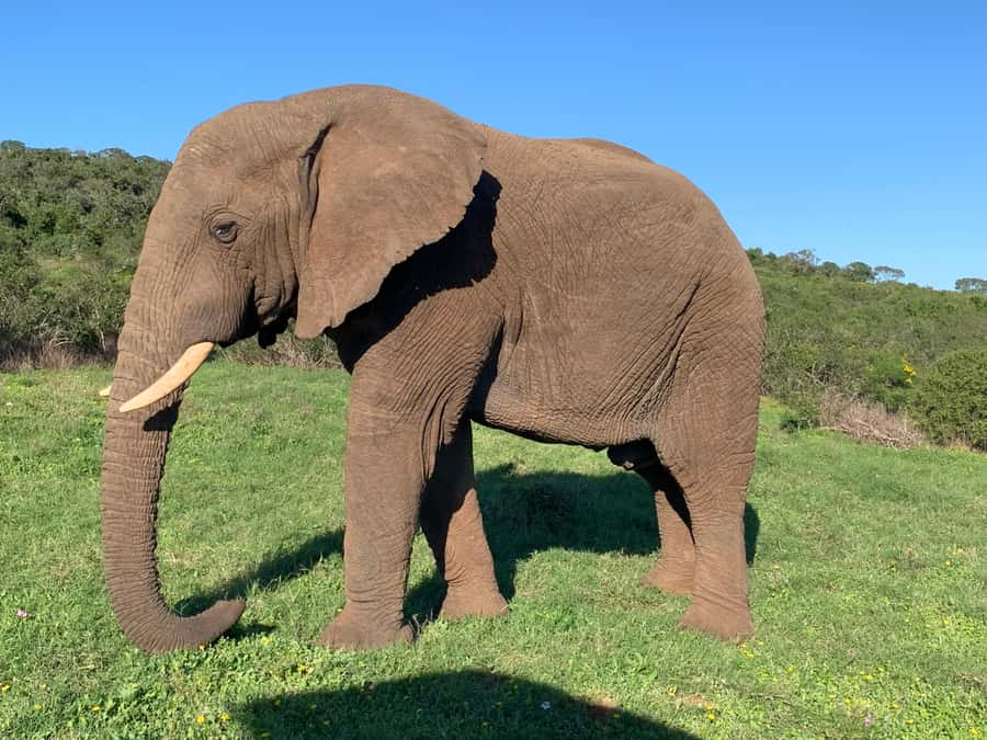Safari into Schotia Full Day Tour - Key points to know before you book