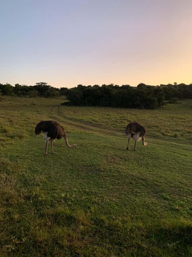 Safari into Schotia Full Day Tour - A full day in Schotia, not a rushed game drive