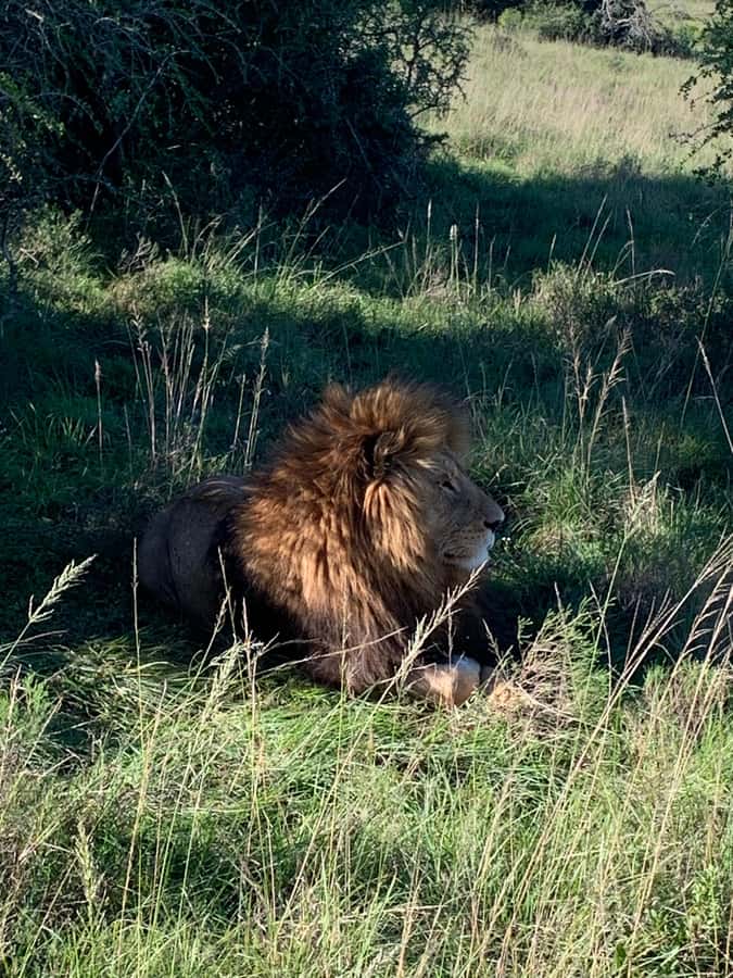 Safari into Schotia Full Day Tour - Searching for the Big Five