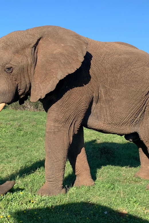 Safari into Schotia Full Day Tour - Who will enjoy this safari most?