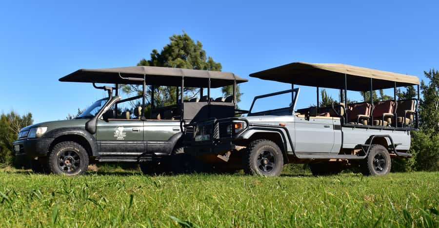 Safari into Schotia Half Day Tour - Four hours in Schotia Private Game Reserve