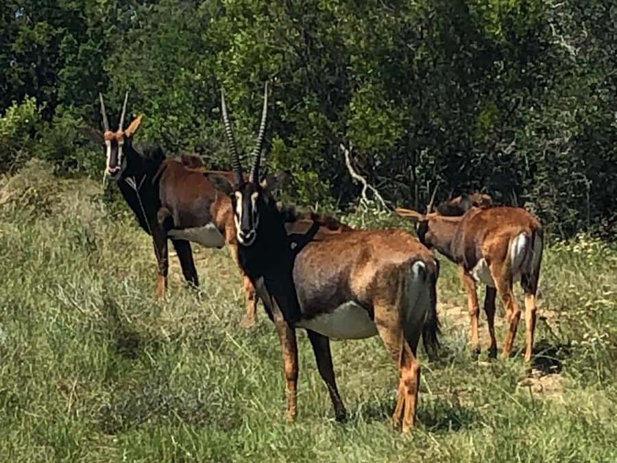 Safari into Schotia Half Day Tour - Watching for the Big Five