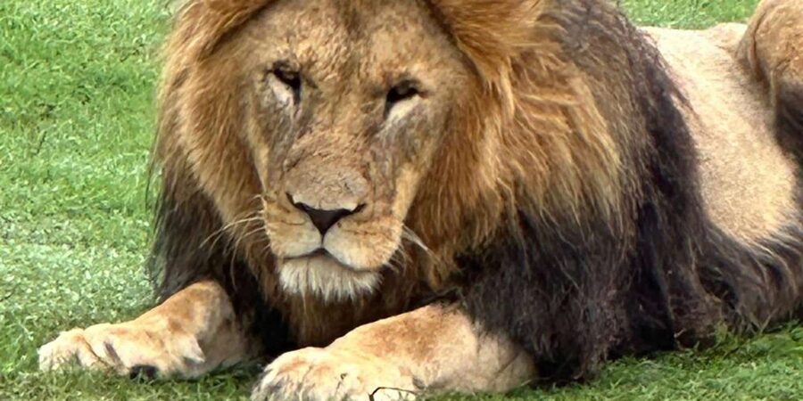 Safari into Schotia Half Day Tour - Why the open vehicle matters