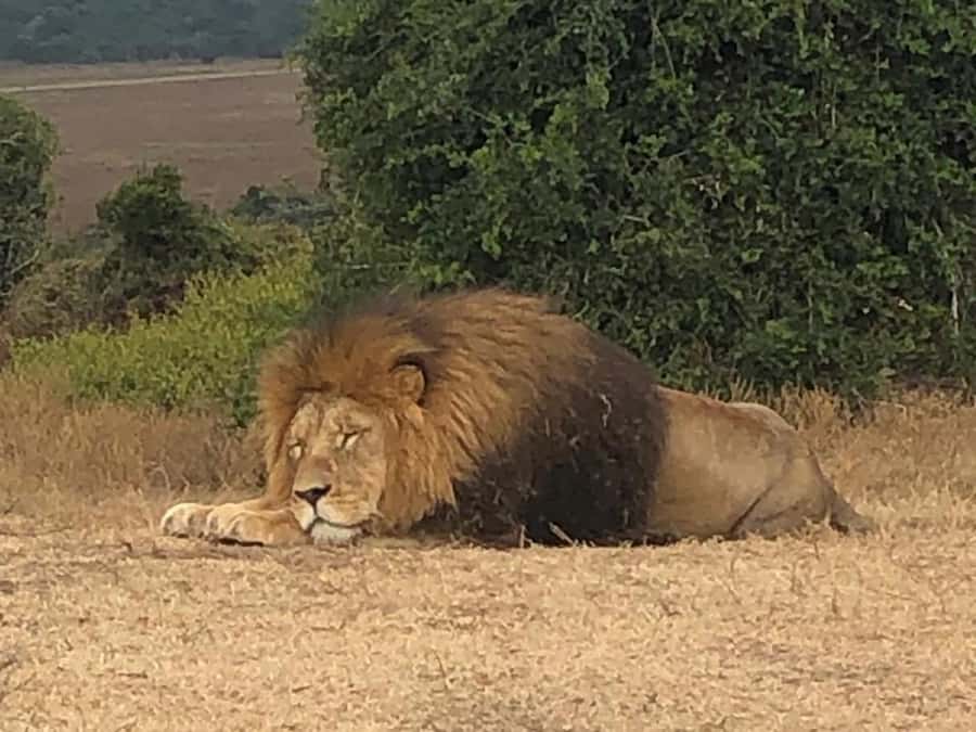 Safari into Schotia Half Day Tour - Timing, transport, and who should book