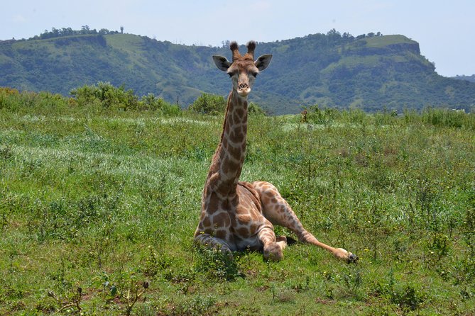 Safari & PheZulu Village Day Tour from Durban - A compact safari day from Durban