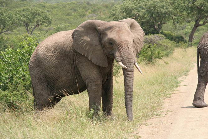 Safari & PheZulu Village Day Tour from Durban - PheZulu Reptile Park: hands-on animal encounters