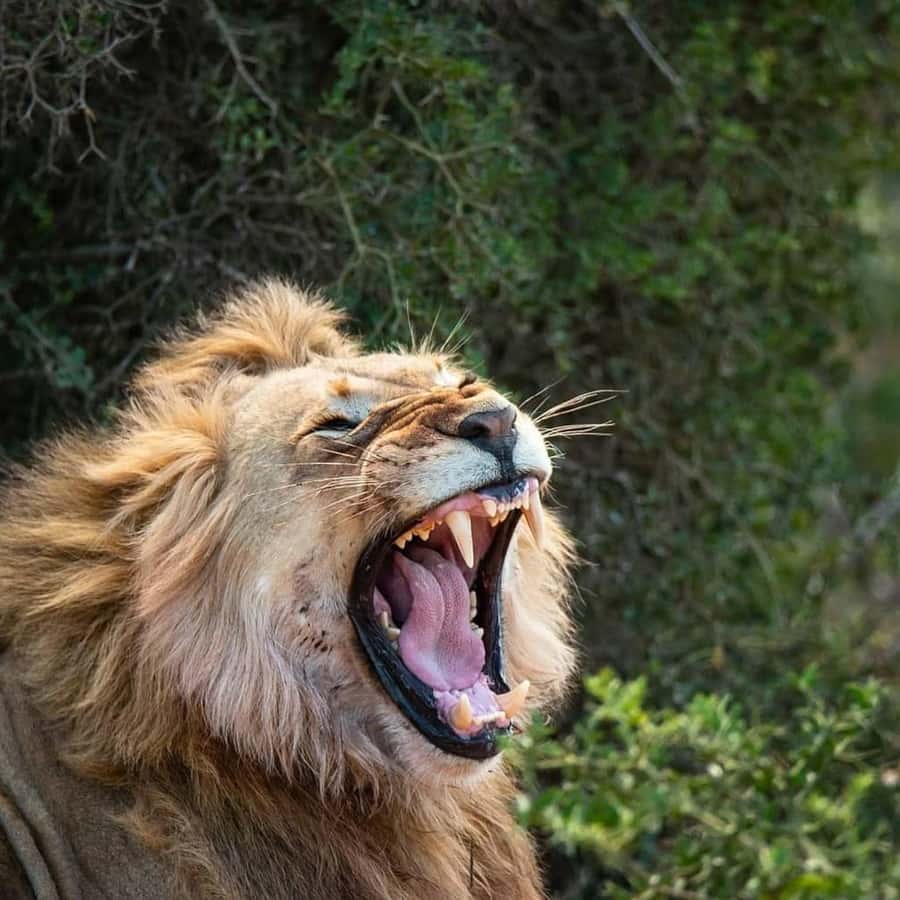 Schotia: Open Safari Jeep - Full Day Safari with Lunch - What makes this Schotia safari worth a full day