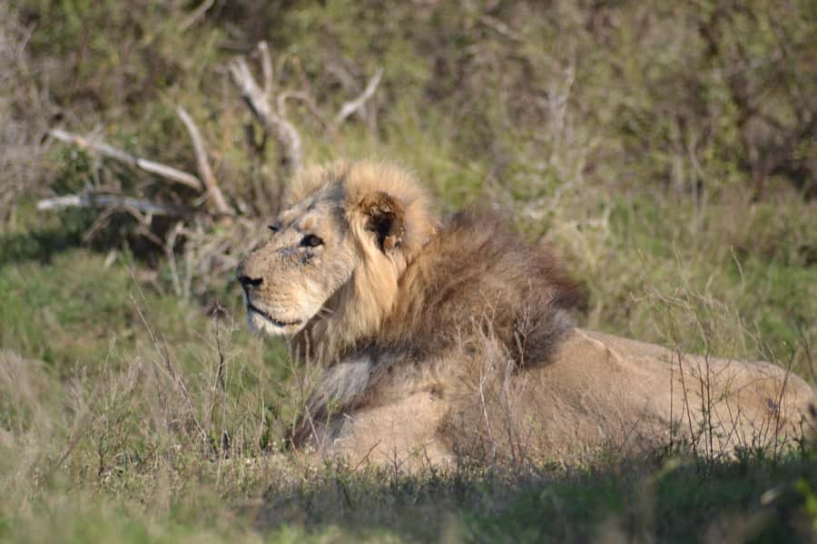 Schotia: Open Safari Jeep - Full Day Safari with Lunch - Chapter Two: a South African braai at noon