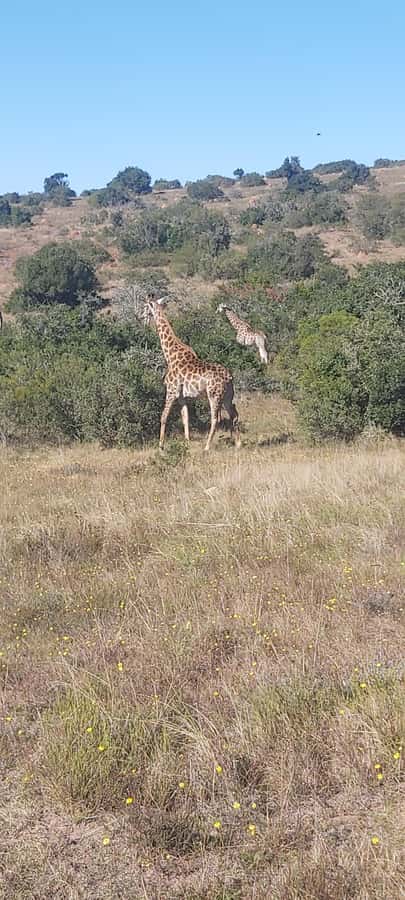 Schotia: Open Safari Jeep - Full Day Safari with Lunch - Chapter Three: cooler afternoon searching for predators
