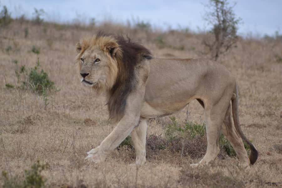 Schotia: Open Safari Jeep - Full Day Safari with Lunch - Why the open safari vehicle matters