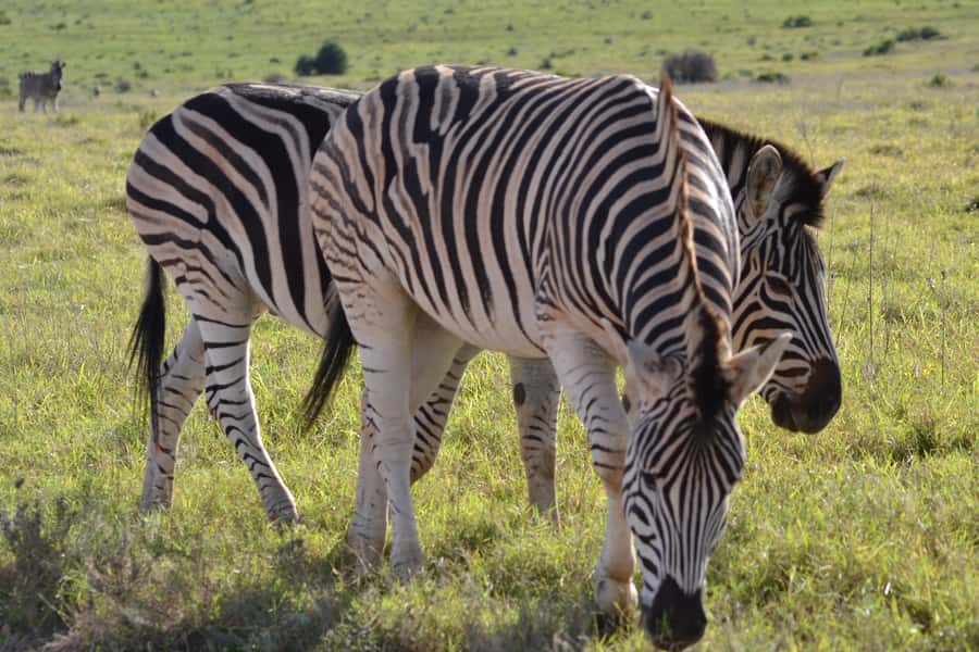 Schotia: Open Safari Jeep - Full Day Safari with Lunch - Food, drinks, and practical comfort