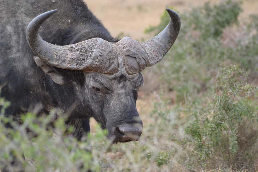 Schotia: Open Safari Jeep - Full Day Safari with Lunch - Who should book this safari?