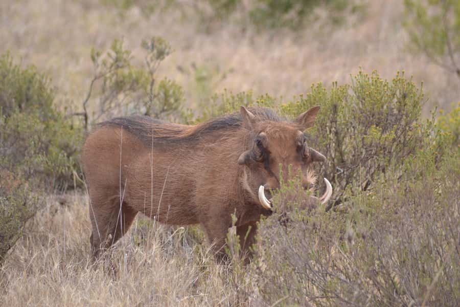 Schotia: Open Safari Jeep - Full Day Safari with Lunch - Chapter One: open-air wildlife viewing before 10:00am