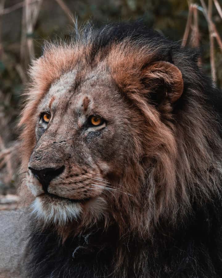 Schotia Private Game Reserve Safari - From Port Elizabeth to Schotia in about 50 minutes