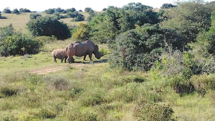 Schotia Private Game Reserve Safari - Savannah, forests, and views toward the Zuurberg Mountains