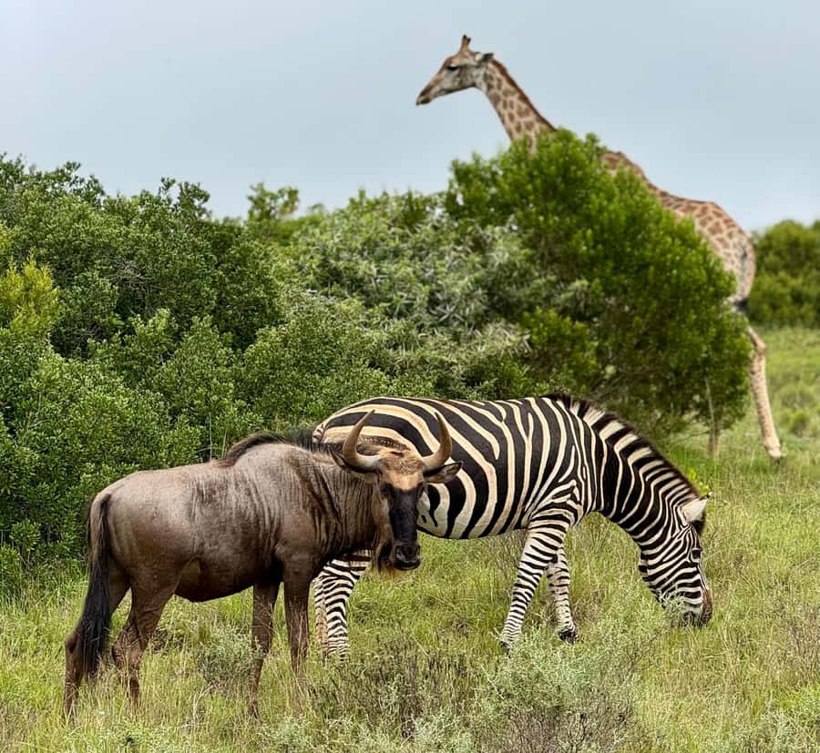 Schotia Private Game Reserve Safari - What the $230 price includes
