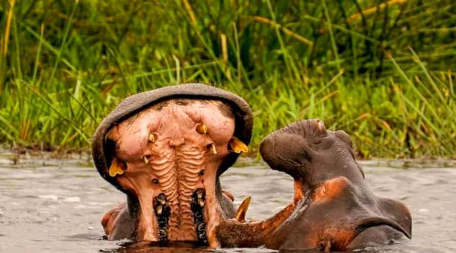 Schotia Safaris: Best Wildlife Encounters in Port Elizabeth - Leaving Port Elizabeth for Schotia
