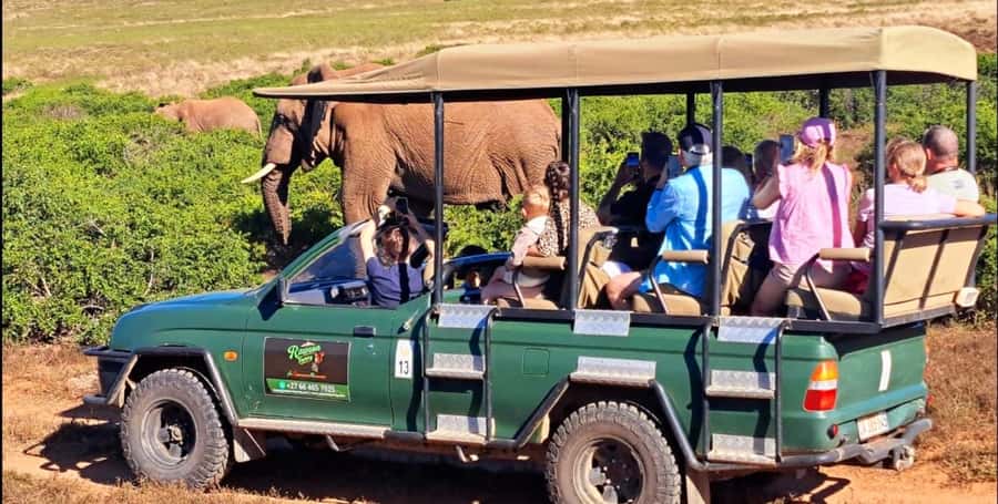 Schotia Safaris: Best Wildlife Encounters in Port Elizabeth - The animals you may see