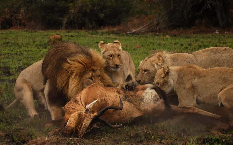 Schotia Safaris: Best Wildlife Encounters in Port Elizabeth - What the refreshments actually add