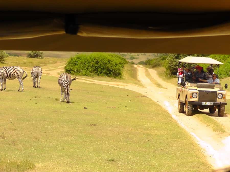 Schotia Safaris: Best Wildlife Encounters in Port Elizabeth - Who will enjoy this safari most