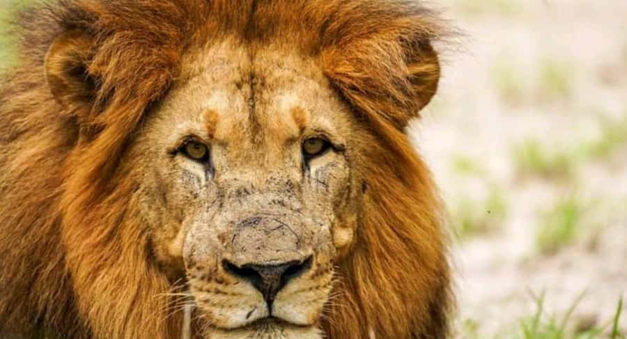 Schotia Safaris: Best Wildlife Encounters in Port Elizabeth - Booking details that matter