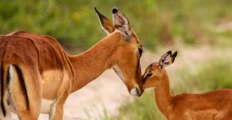 Schotia Safaris: Best Wildlife Encounters in Port Elizabeth - Should you book Schotia Safaris?